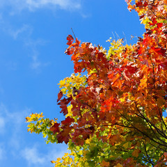 Yellow and red of maple leaves in autumn on a background of blue sky