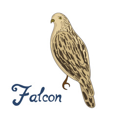 Bird falcon vector illustration