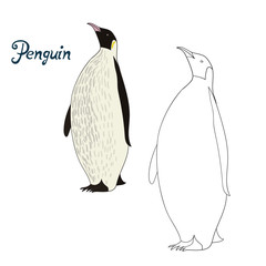 Educational game coloring book penguin bird vector