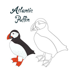 Educational game coloring book puffin bird