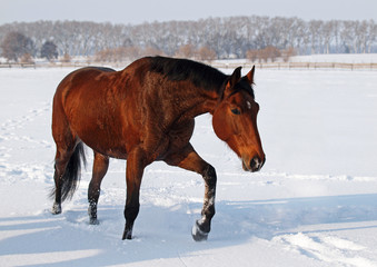 A beautiful brown mare steps on snow field