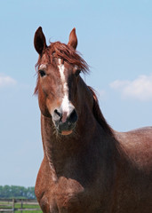Portrait of  chestnut horse on a background blue sky

