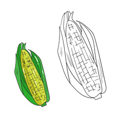 Educational game coloring book corn fruit  vector