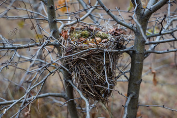 bird nest among a trees