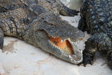 Naklejka premium crocodile 21102015