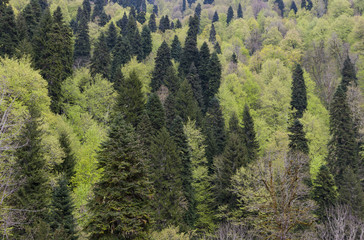 texture of the trees