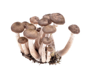 Brown beech mushrooms, Shimeji mushroom, Edible mushroom