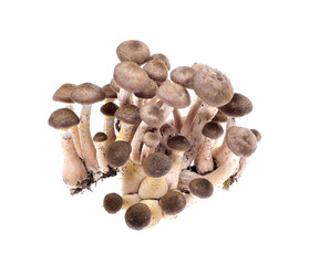 Brown beech mushrooms, Shimeji mushroom, Edible mushroom 