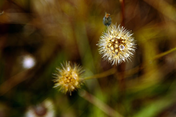 dew on a dandelion