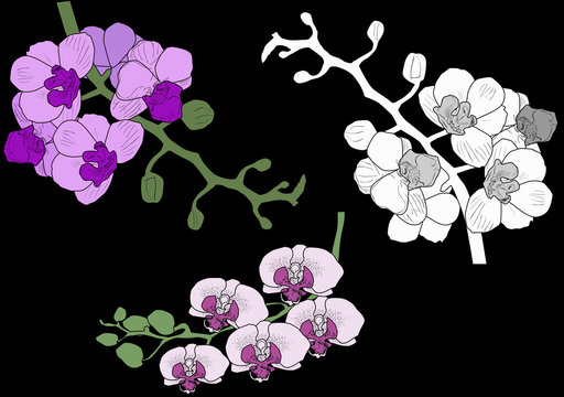 illustration with three orchid blossoming branches on black