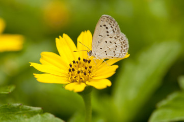 Pale Grass Blue
