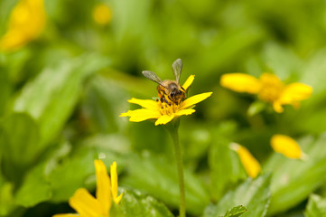 Bee on yellow flower