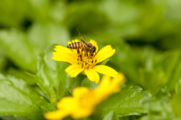 Bee on yellow flower