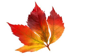 Bunte Herbstblätter