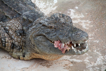 crocodile 21102015