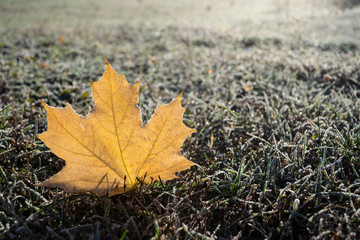Frosted maple leaf