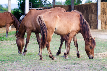 Obraz na płótnie Canvas Horses graze in farm