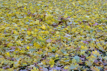 Maple leaves on the ground