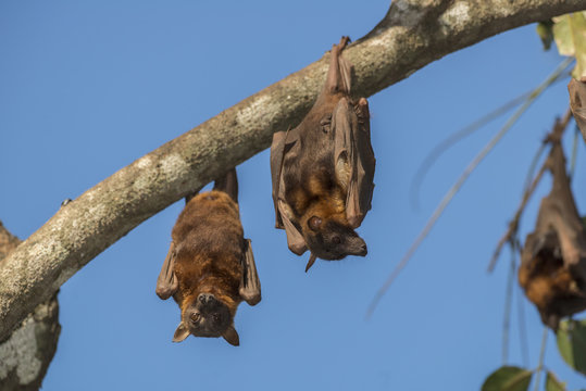Little red flying foxes roosting in clusters.