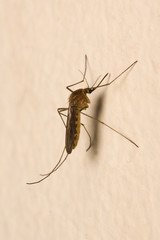 mosquito on a wall