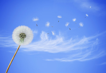 Fototapeta premium fluffy dandelion