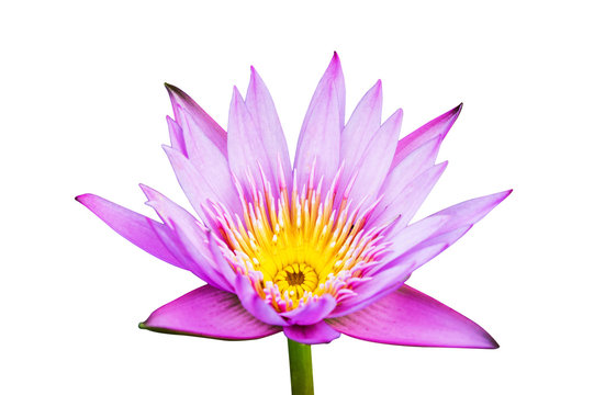 Fototapeta lotus color purple on isolate white background
