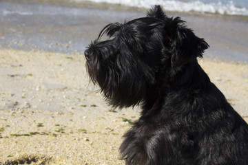 schnauzer on the beach