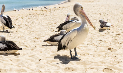 Pelicans and other birds resting on the beach during the day at Tangalooma Island in Queensland on...