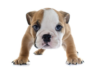 puppy english bulldog