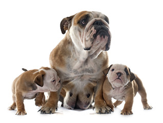 family english bulldog