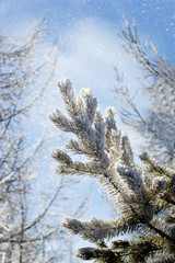 coniferous tree branch covered with hoarfrost