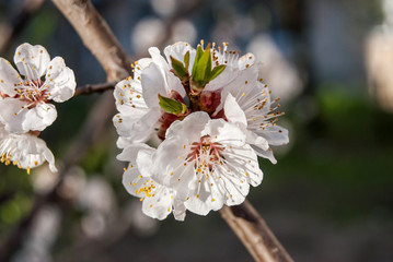 Spring Cherry blossoms