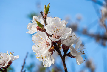 Spring Cherry blossoms