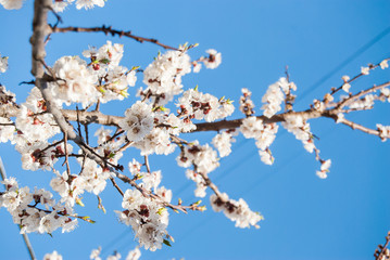 Spring Cherry blossoms