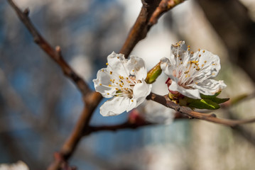 Spring Cherry blossoms