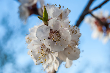 Spring Cherry blossoms