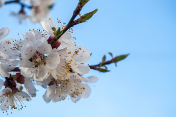 Spring Cherry blossoms