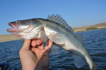 pike perch in angler's hand