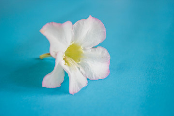 Desert Rose; Impala Lily; Mock Azalea