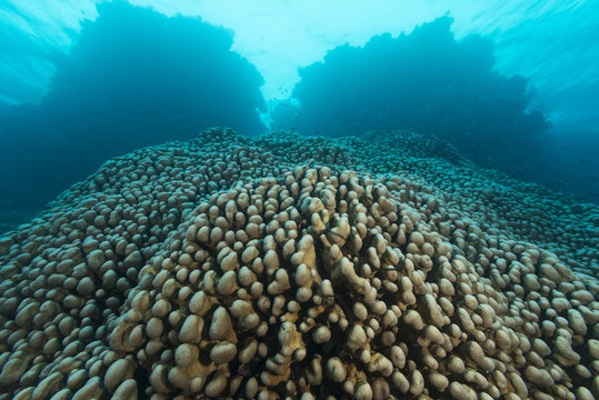 Pavona clavus coral. A large dome-shaped colony composed of composed of compact columns.