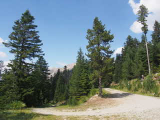 Bois de Sestrières - Montgenèvre