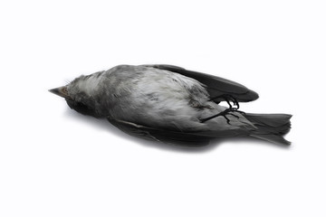 dead bird background in nature, isolated dead bird on white.