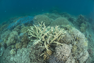 Fototapeta na wymiar Healthy coral reef of the Great Barrier Reef, Queensland, Australia.