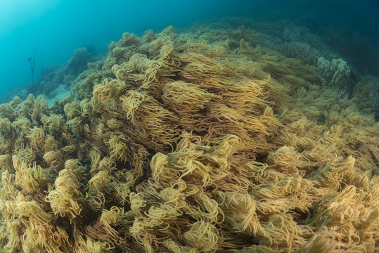 Healthy coral reef of the GBR.