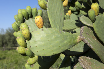 prickly pear