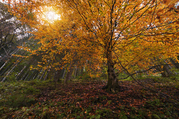 Naklejka premium sun shining through autumn treetops