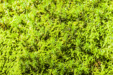 Lavertezzo, Dorf, Verzascatal, Valle Verzasca, Kastanienwald, Waldweg, Waldboden, Waldpflanze, Moos, Herbst, Tessin, Schweiz