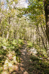 Obraz premium Lavertezzo, Dorf, Verzascatal, Valle Verzasca, Verzasca, Fluss, Waldweg, Wanderweg, Kastanienbäume, Kastanienwald, Herbst, Tessin, Schweiz