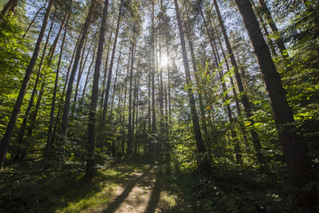 Summer landscape pine forest in the Carpathians