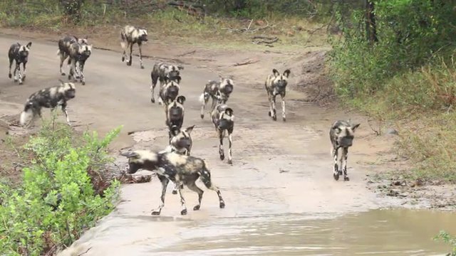 African wild dogs are halted by swiftly flowing water flooding a road in the wilderness